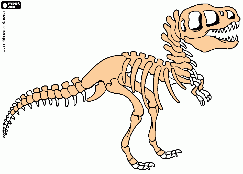 MUSEO esqueleto dinosaurio para colorear