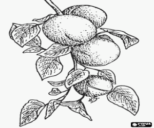 Colorear Albaricoques, frutos madurando en el �rbol