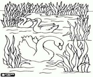 Colorear Cisnes nadando tranquilamente entre las plantas acu�ticas