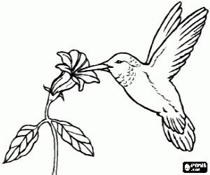 Colorear Colibr� picando una flor