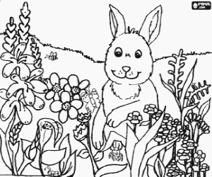 Colorear Conejo entre las flores y los insectos del campo en primavera