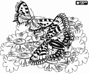 Colorear Dos mariposas volando sobre las flores