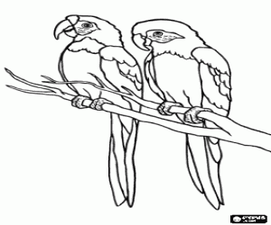 Colorear Dos papagayos o loros sobre una rama
