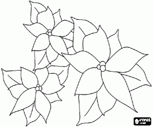 Colorear Flores de Navidad