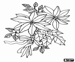 Colorear Flores de seda de Navidad - Poinsettia, Flor de Pascua o Flor de Navidad