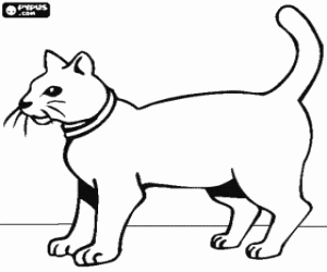 Colorear Gato con collar