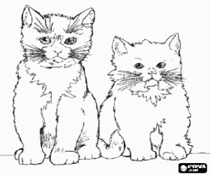 Colorear Gatos con sus largos bigotes mirando hacia adelante
