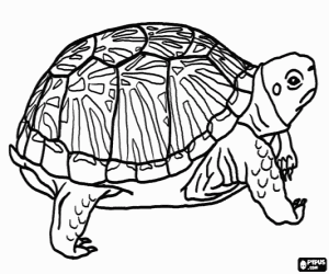 Colorear Gran tortuga terrestre 