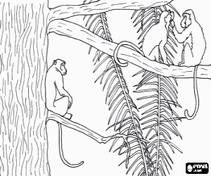 Colorear Grupo de monos de largas colas sobre las ramas de un �rbol
