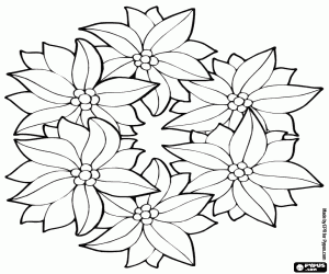 Colorear Grupo de ponsetias