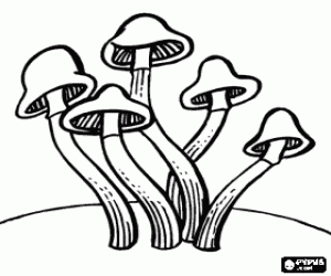 Colorear Grupo de setas de pie largo y peque�o sombrero acampanado 