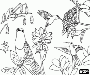 Colorear Hermosos p�jaros entre las flores