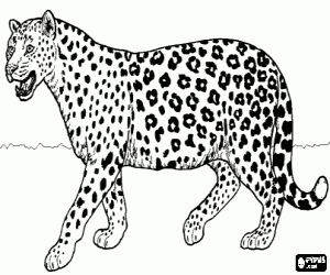 Colorear Jaguar