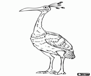 Colorear Kevin, un gran p�jaro tropical no volador 