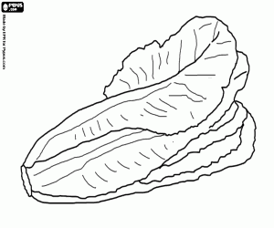 Colorear Lechuga