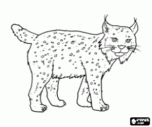 Colorear Lince o lynx con fuertes patas, largas orejas, corta cola y pelaje moteado