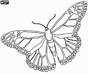 Colorear Mariposa monarca, una mariposa con gran capacidad de migraci�n