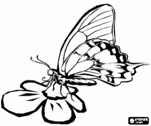 Colorear Mariposa sobre una flor