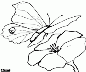 Colorear Mariposa volando hacia una flor