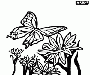 Colorear Mariposa volando sobre las flores