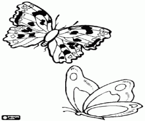 Colorear Mariposas volando