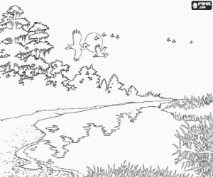 Colorear Orilla o ribera de un rio con la vegetaci�n y los p�jaros volando
