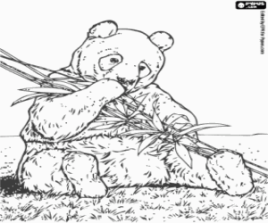 Colorear Oso panda comiendo bamb�