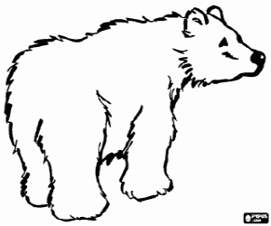 Colorear Oso polar