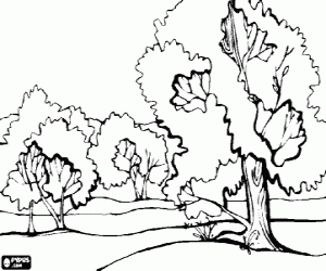 Colorear Paisaje de una llanura con grandes �rboles
