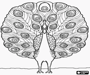 Colorear Pavo real mostrando su plumaje