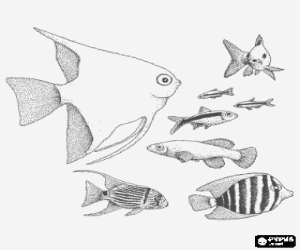 Colorear Peces de diferentes especies y medidas