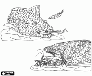 Colorear Peces grandes comiendo peces m�s peque�os y otros animales marinos, parte de la cadena de alimento