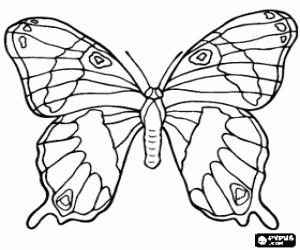 Colorear Preciosa mariposa con las alas completamente abiertas