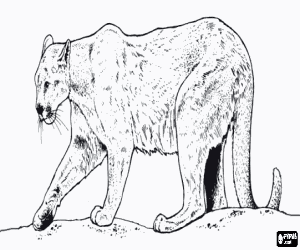 Colorear Puma, le�n de monta�a o pantera, un gran felino solitario