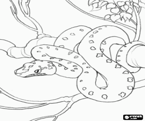 Colorear Serpiente de piel moteada enroscada en una rama