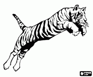Colorear Tigre adulto, el felino m�s grande del mundo, en pleno salto
