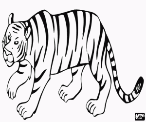 Colorear Tigre caminando con mucho sigilo para capturar una presa