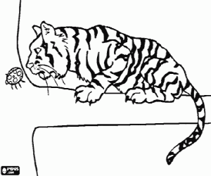 Colorear Tigre encima de una rama observando con atenci�n un insecto