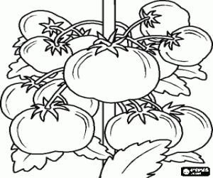Colorear Tomatera con sus frutos, los tomates