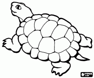 Colorear Tortuga con un precioso caparaz�n