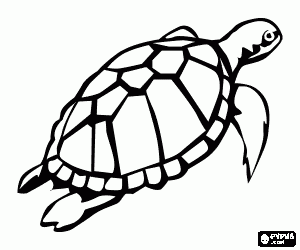 Colorear Tortuga marina
