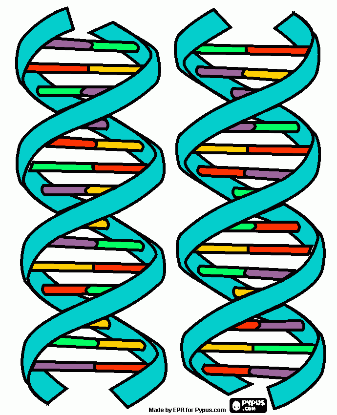 Adn, la cadena coloreada para colorear