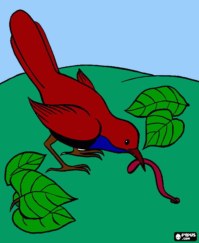 Alcaudon unico en su especie para colorear