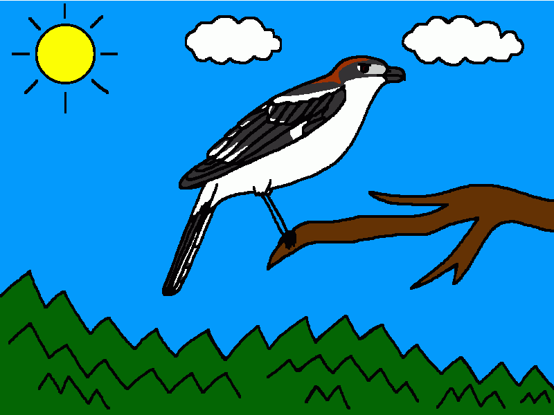 alcaudón común para colorear