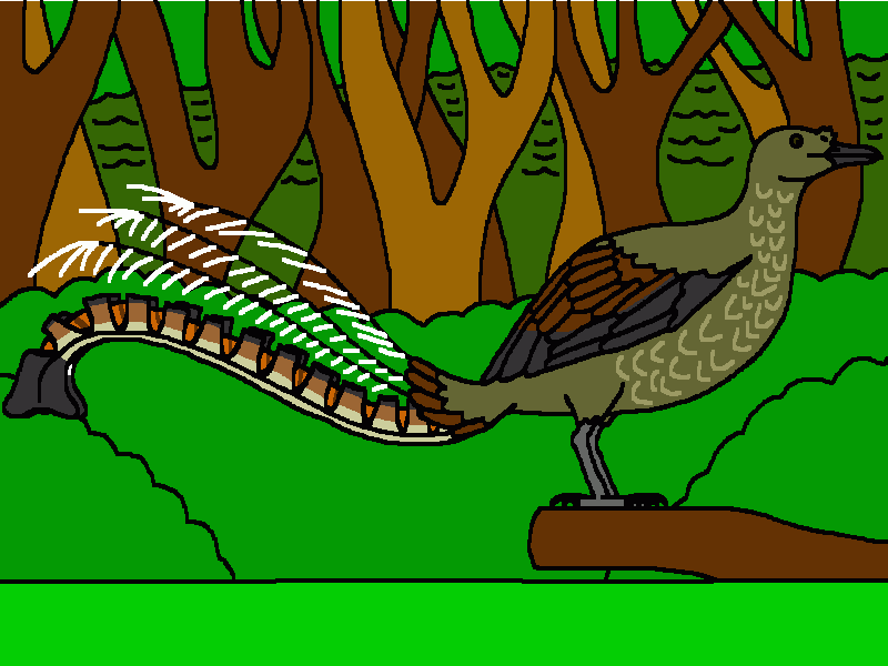 ave lira soberbia para colorear