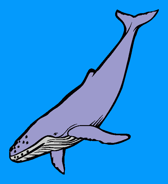Ballena Gris para colorear