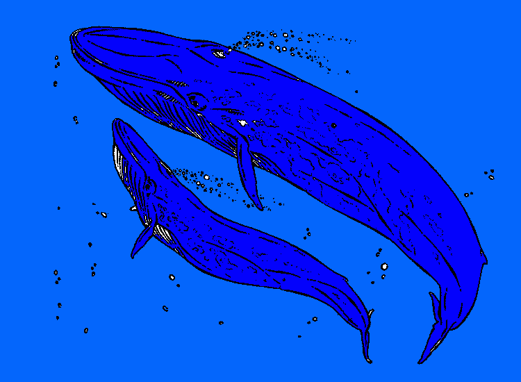 Ballenas azules para colorear
