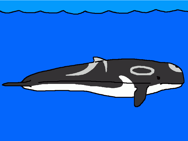 brygmophyseter para colorear