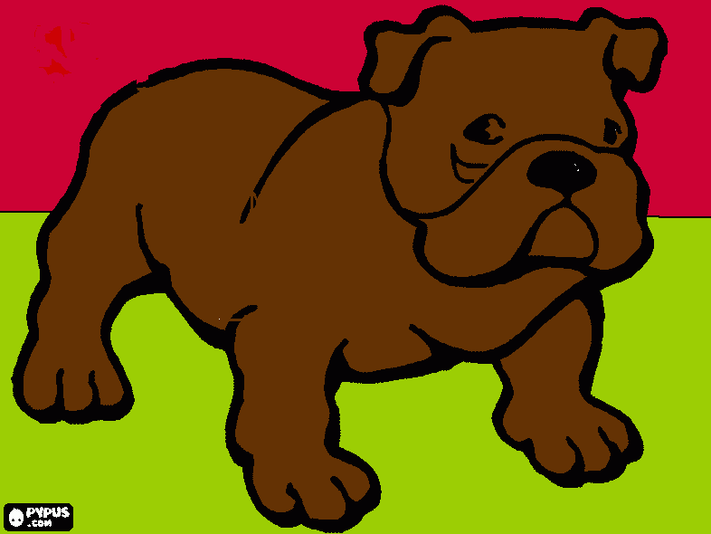 bulldog ingles para colorear