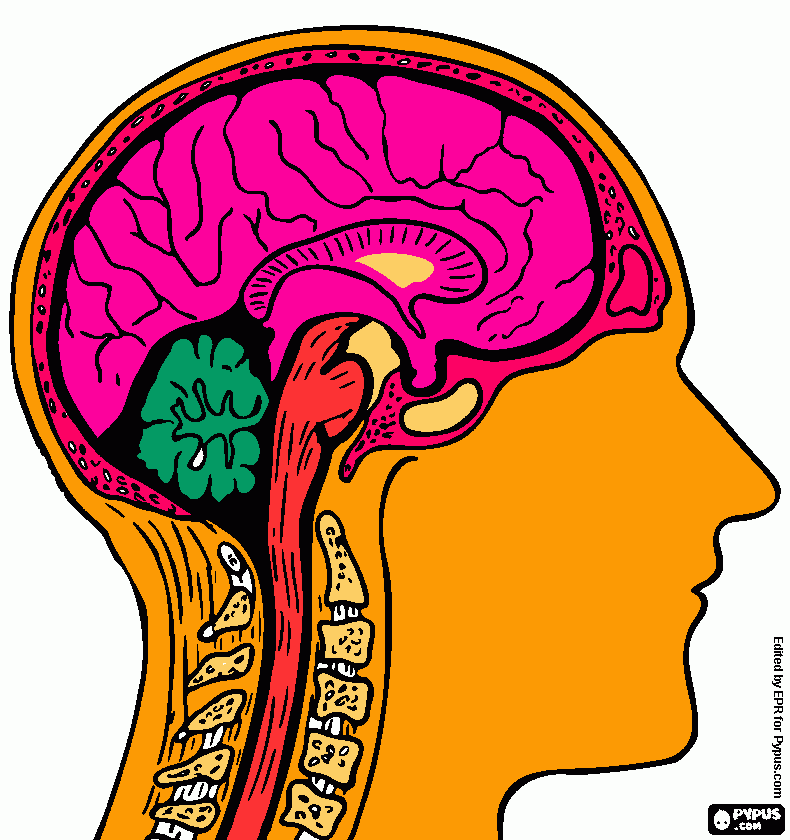 cabeza y cerebro  para colorear